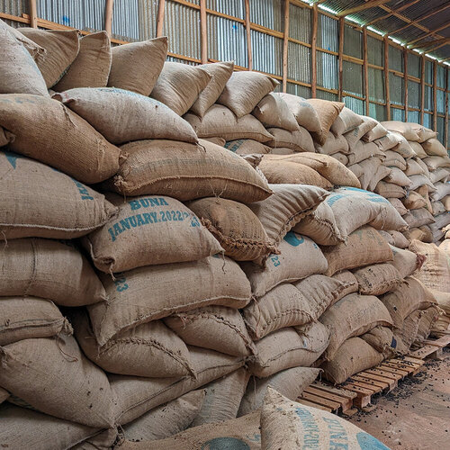 Robusta coffee: strong, robust and full of flavor