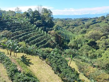 Coffee competence in Costa Rica