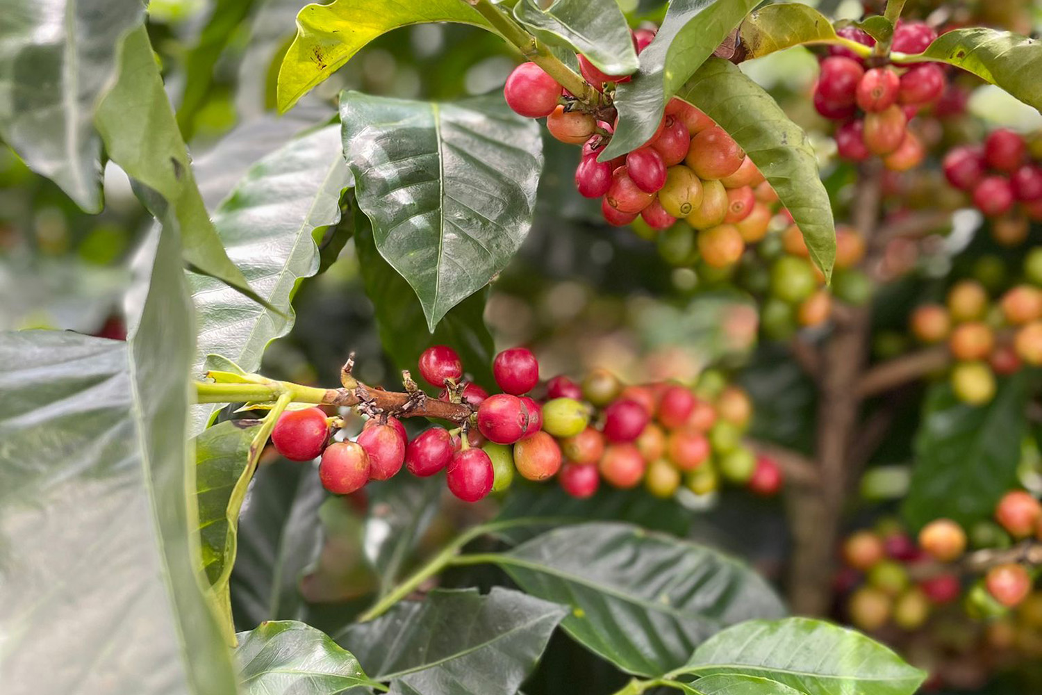 Rote Kaffeekirschen an Kaffeebaum