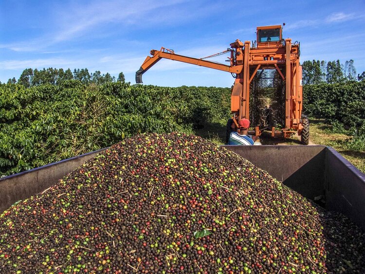 Kaffee Maschinelle Ernte