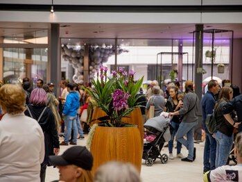 Grand Opening unique