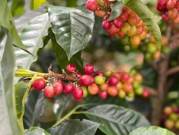 Coffee competence in Costa Rica