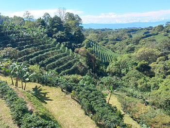 Kaffeekompetenz in Costa Rica